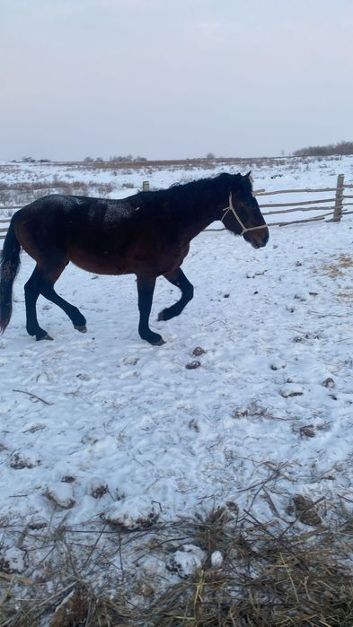 Продается жеребец ...