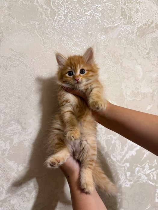 Рыжие сибирские котята