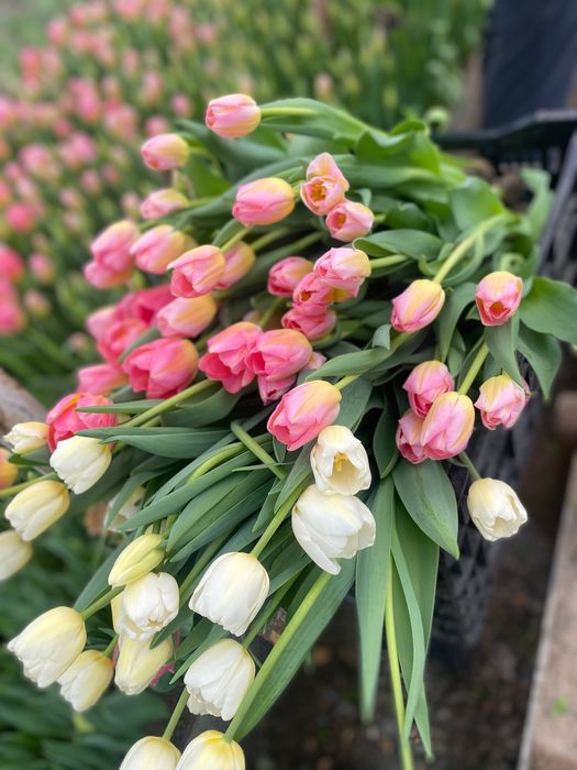 Тюльпан оптом премиум класса