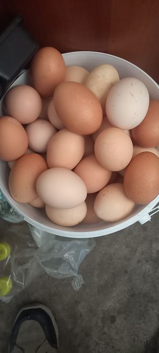 Ouă de țară de vânzare