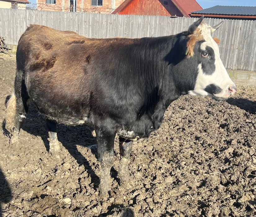 Vand/schimb vaci gestante