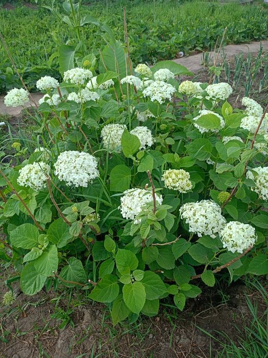 Цветы Гортензия Аннабель