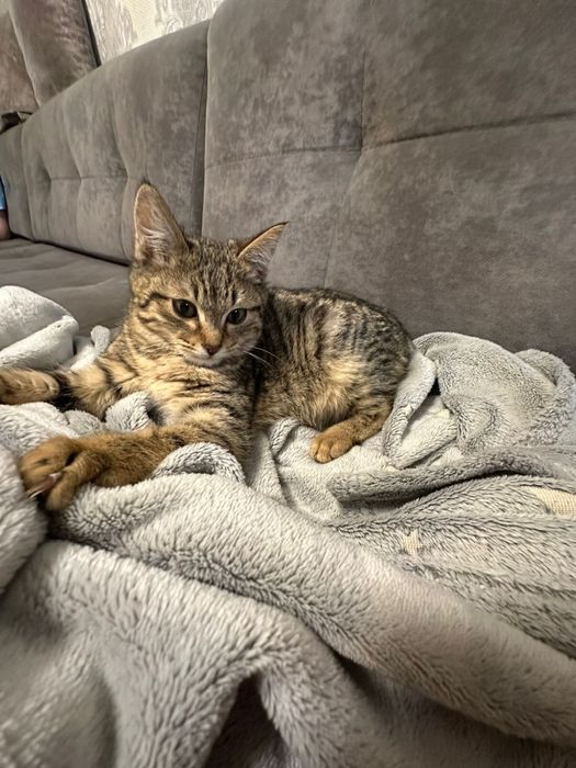 Отдам кошку в добрые руки