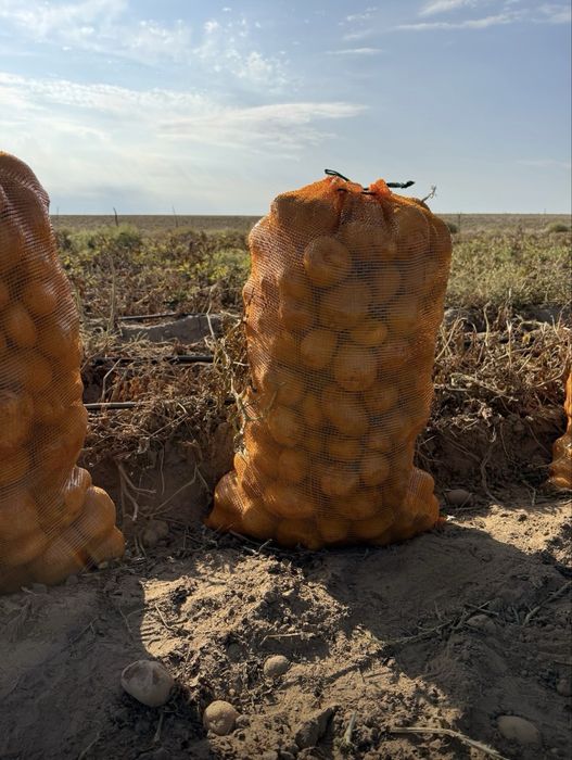 Картофель сорт Пикассо