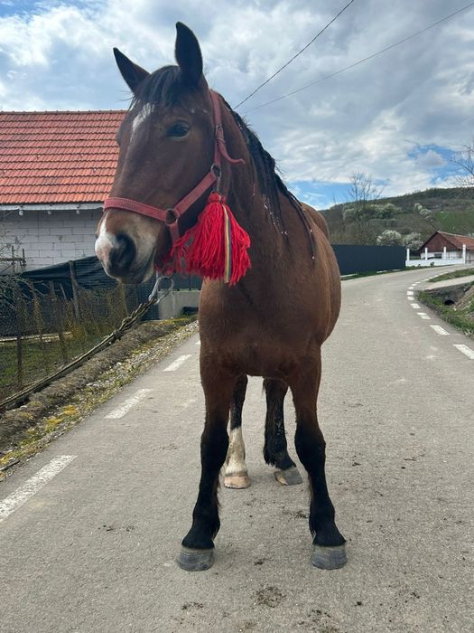 Schimb manza de 2 ani si armasar de doi ani