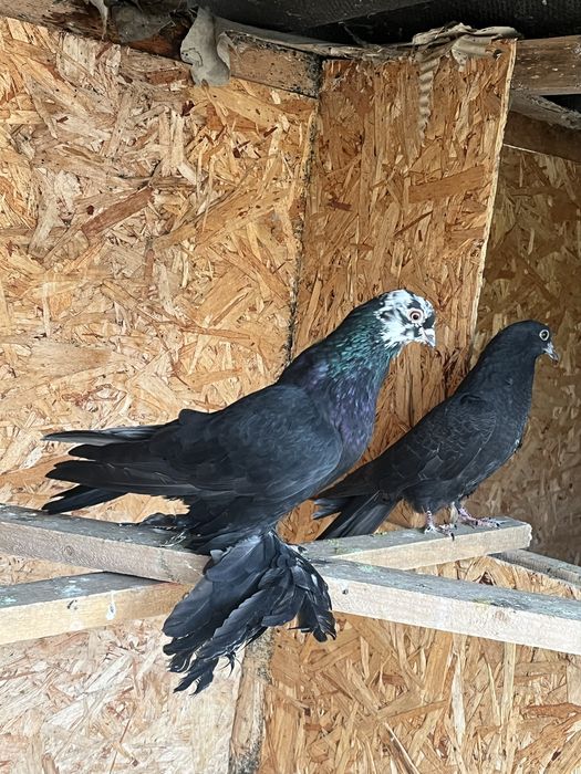 Голубь Гульсар Молодноц самец