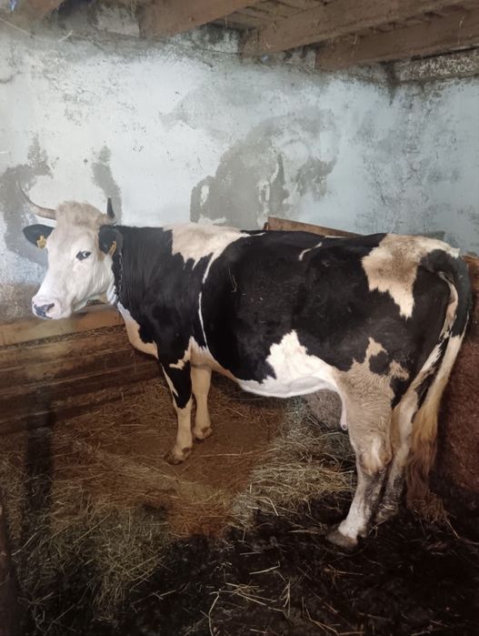 Vând balțată roamânească