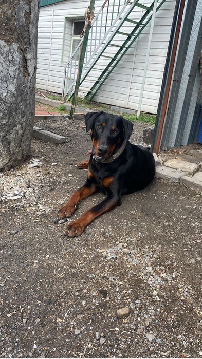 Доберман ищет невесту