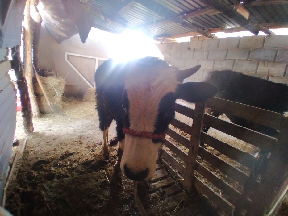 Бұқа сатылады, тез арада