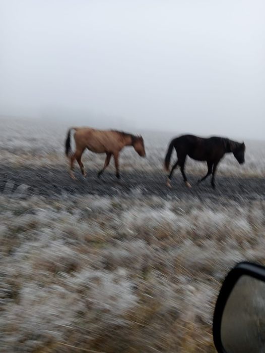 Продам Кобылка срочноо