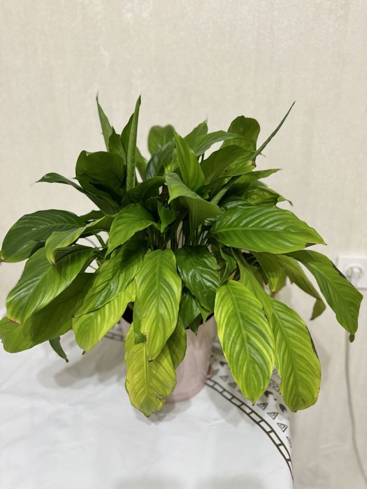 Цветы "Женское счастье"