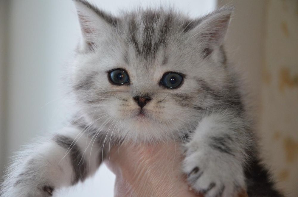 Продам шотландских котят.