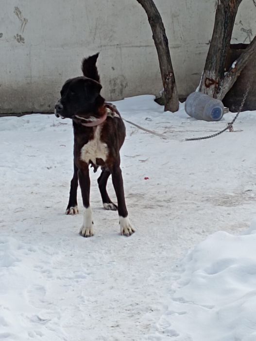 Продам азиатку полтара года