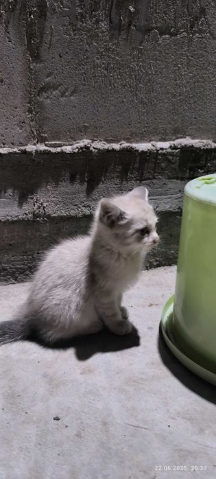 Одам  котят в хорошие руки