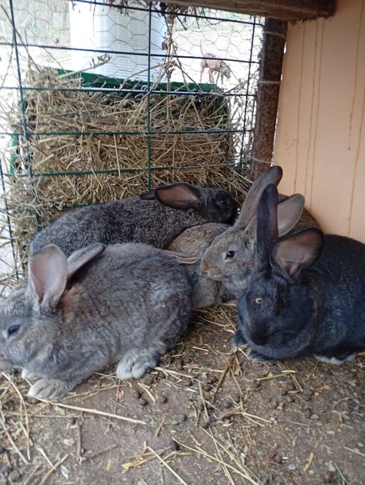 UG. Virată 2 luni preț bn 150 perechea