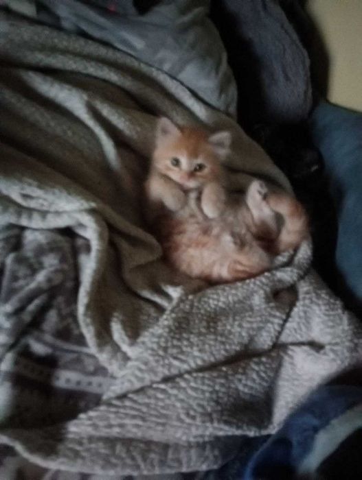 Котенок рыженькая