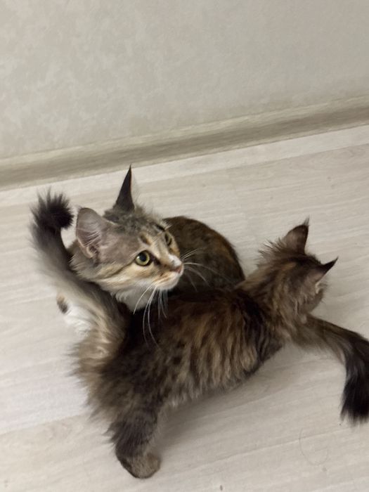 Кошка девочка в добрые руки