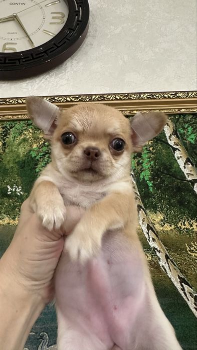 Очаровательная малышка чихуашечка