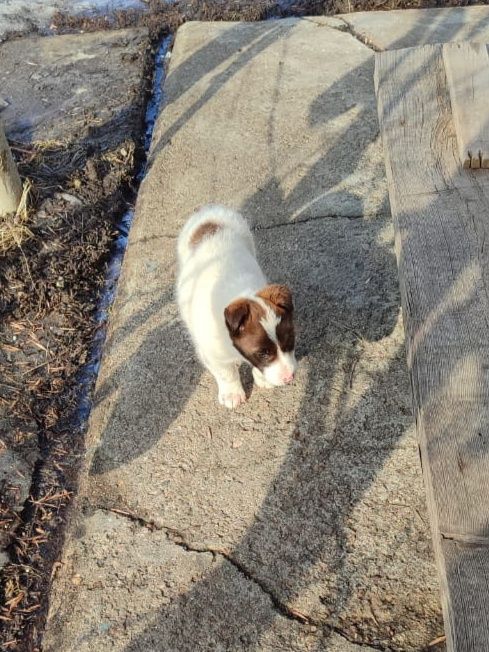 Щенок (девочка) в добрые руки