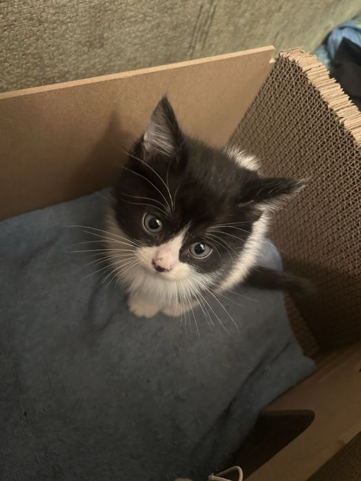 Котенки в добрые руки