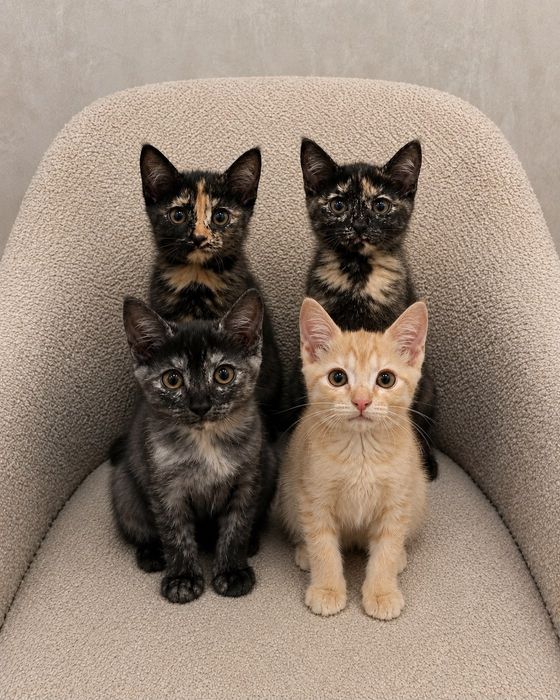 Отдам котят в добрые руки