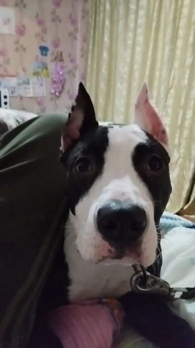 Амстафф 9 месяцев