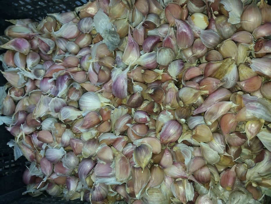 Sămânță usturoi românesc de COPALAU