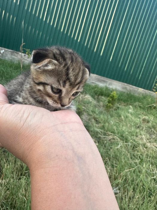 Продам котят полукровки