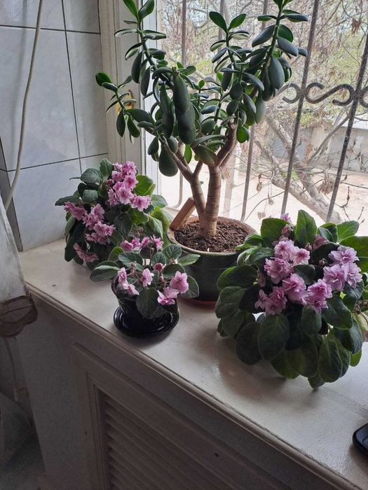 Домашний цветок Каланхоэ, и другие комнатные цветы