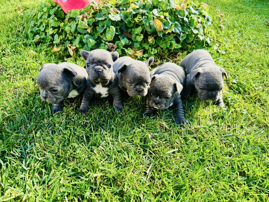 Френски Булдог Blue