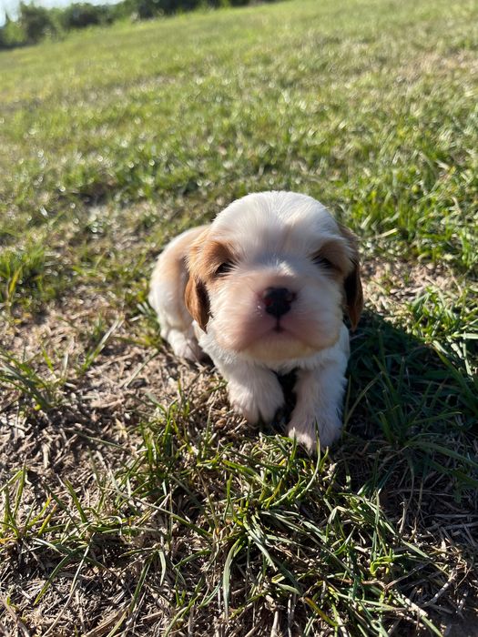 Cavalier King Charles Spaniel