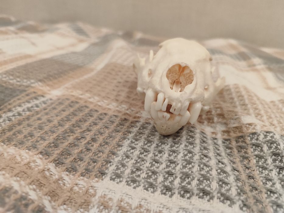 Череп росомахи (имитация)