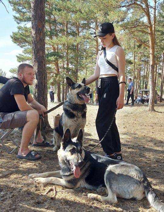 Вязка с Вео-чемпионом