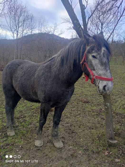 Vând Cal Castrat Rasă Semigreu