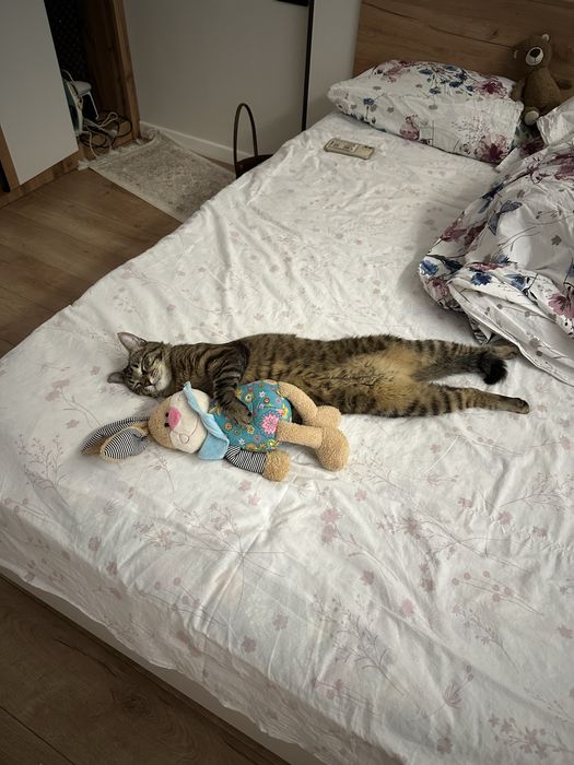 Отдадим кота в хорошие руки