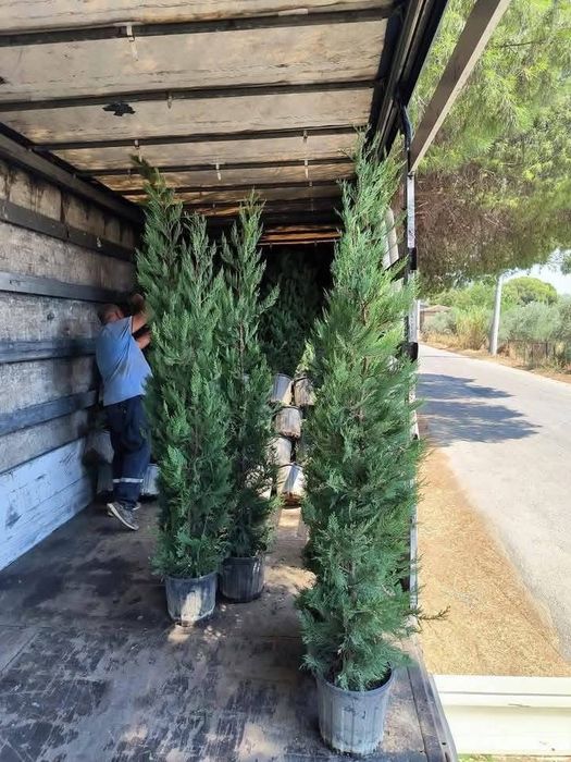 Tuia leylandii super oferta
