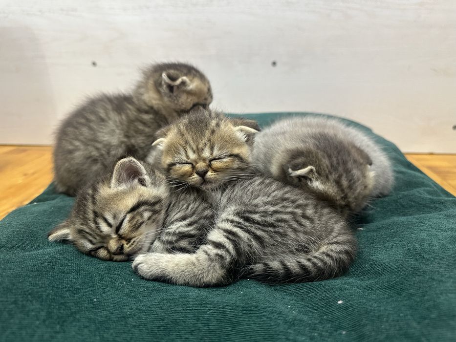 Плюшевые котята готовы найти свой дом