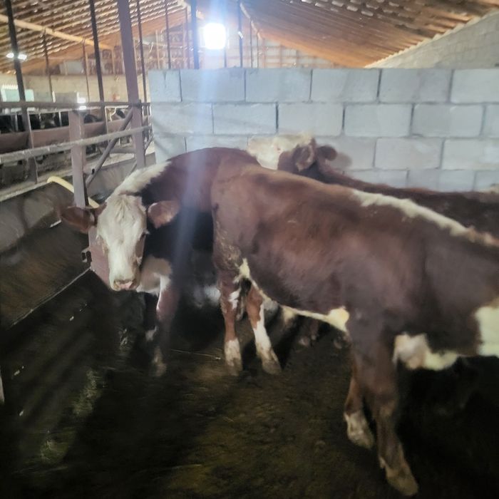 Продам бычков 6 голов