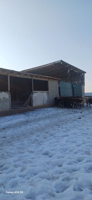 Откорм сатылады   120