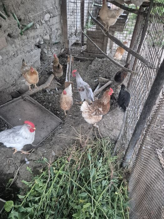 Продам молодых петухов