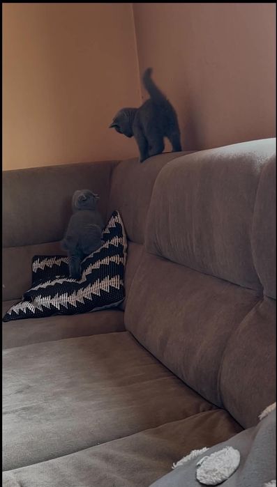Британски късокосмести котенца