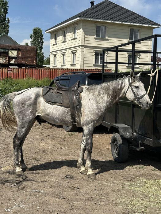 Айгыр жеребец лошадь конь