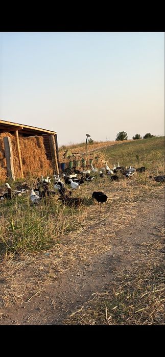 Rățoi de vânzare – crescuți natural