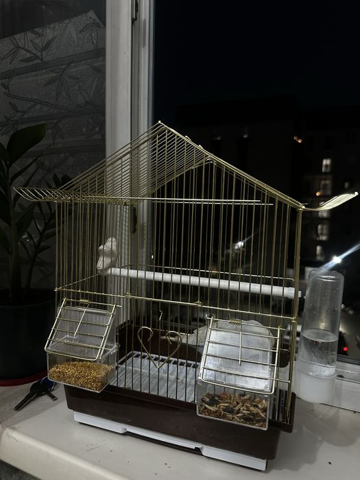 попугай торымен сатылад