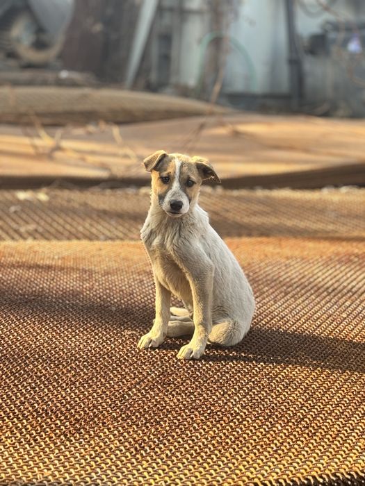 Щенок-мальчик ищет семью.