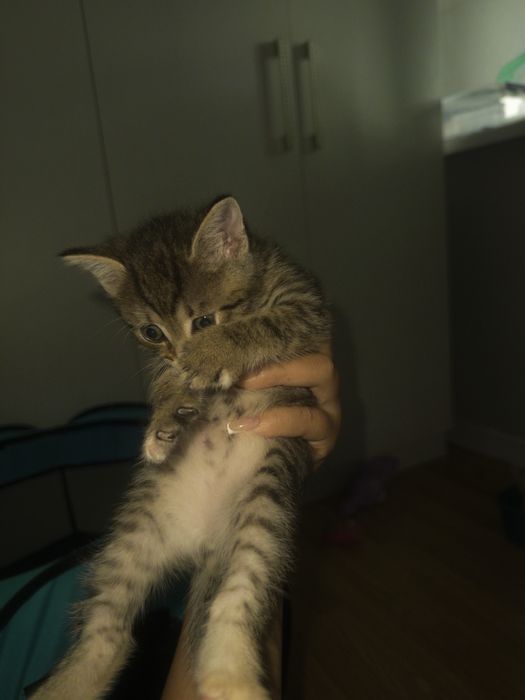 Кошка 1 месяц и 1 неделя