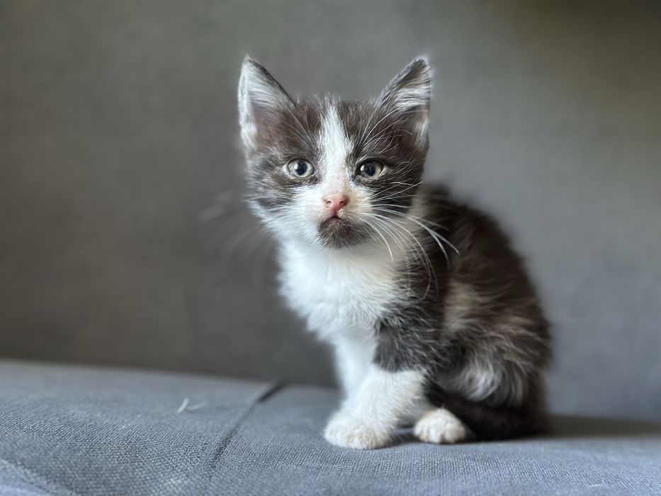 Отдам котят в хорошие руки