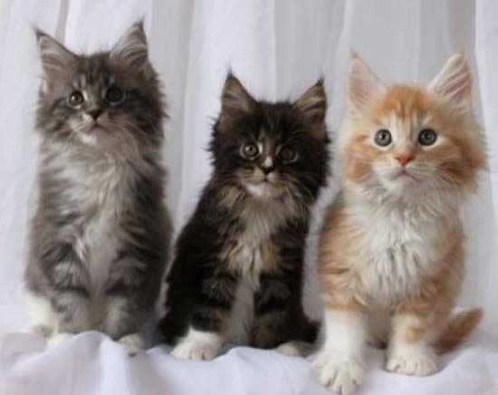Шикарные котята Мейн Кун от Заводчика