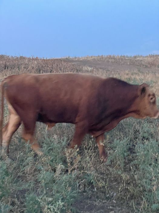 Продам быка производителя