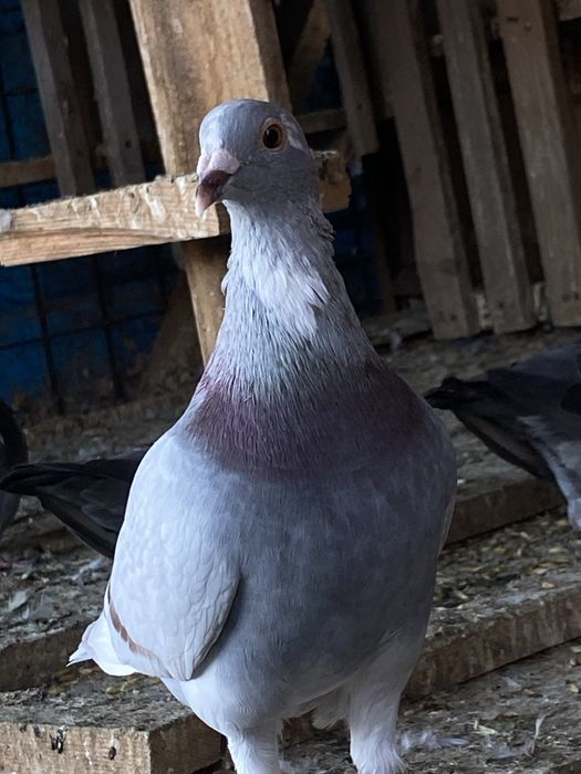 Porumbei voiajori